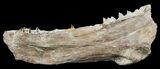 Ichthyodectes (Monster Fish) Jaw Section - Kansas #48779-1